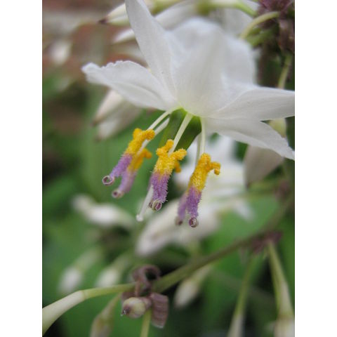 Arthropodium cirrhatum