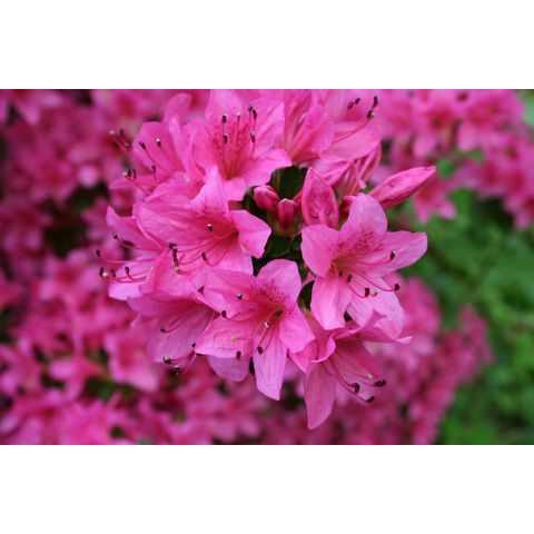 Rhododendron sp.
