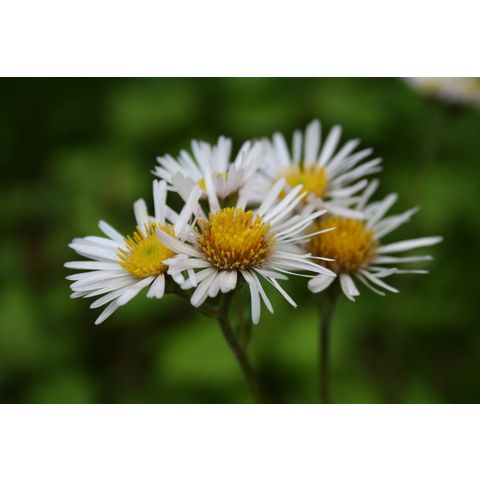 Erigeron sp.

