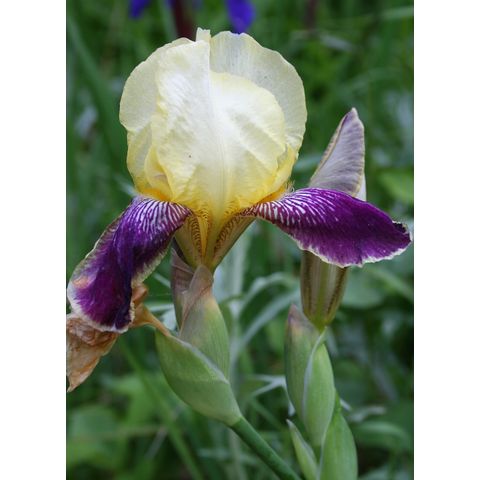 Iris sp.
