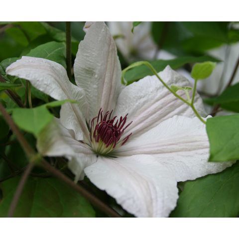 Clematis sp.
