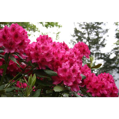 Rhododendron sp.
