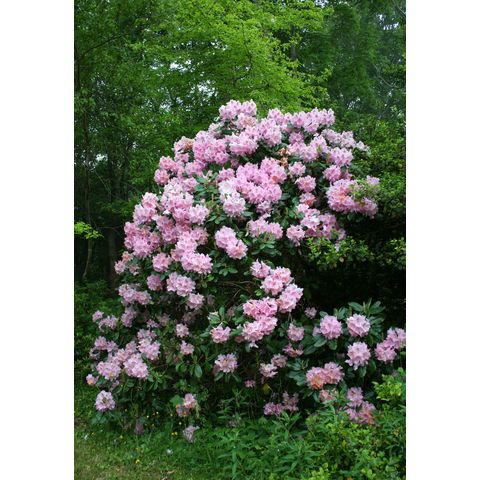 Rhododendron sp.
