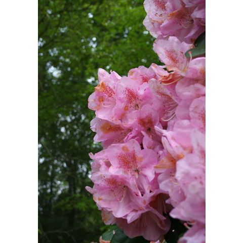 Rhododendron sp.
