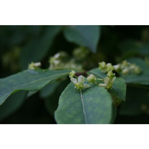 Euonymus sp.
