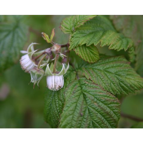 Rubus sp.
