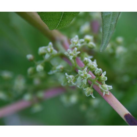 Toxicodendron radicans
