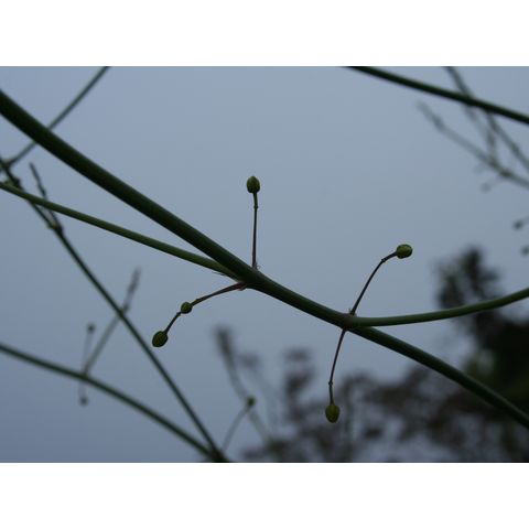 Asparagus sp.
