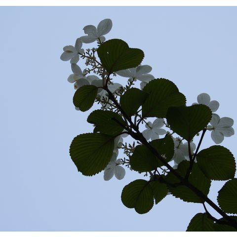 Viburnum sp.
