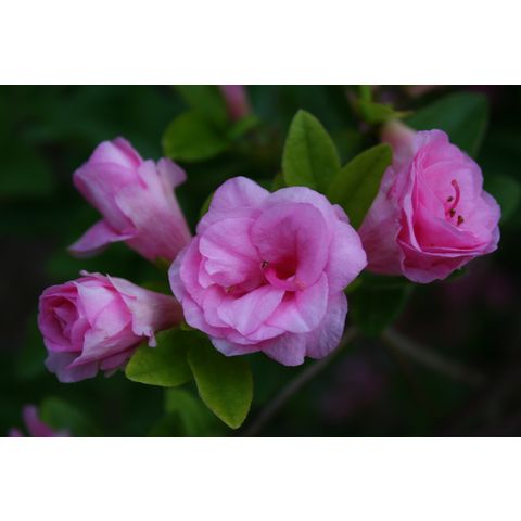 Rhododendron sp.
