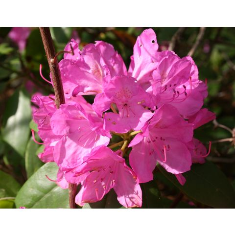 Rhododendron sp.

