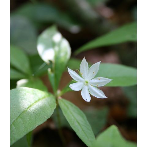Trientalis borealis
