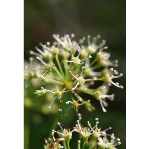 Aralia nudicaulis
