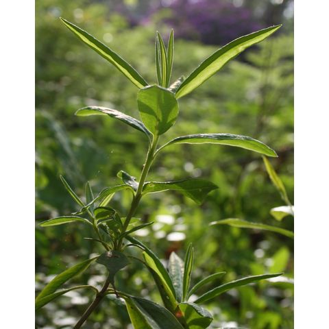 Kalmia angustifolia
