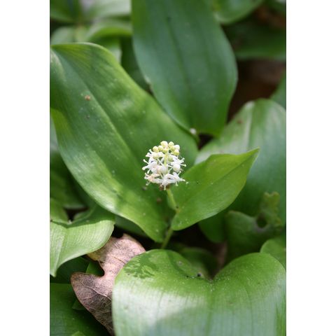 Maianthemum canadense
