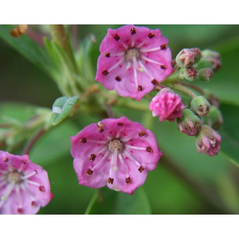 Kalmia angustifolia
