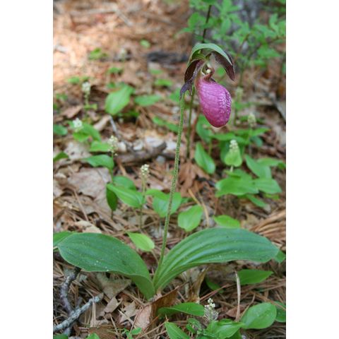 Cypripedium acaule
