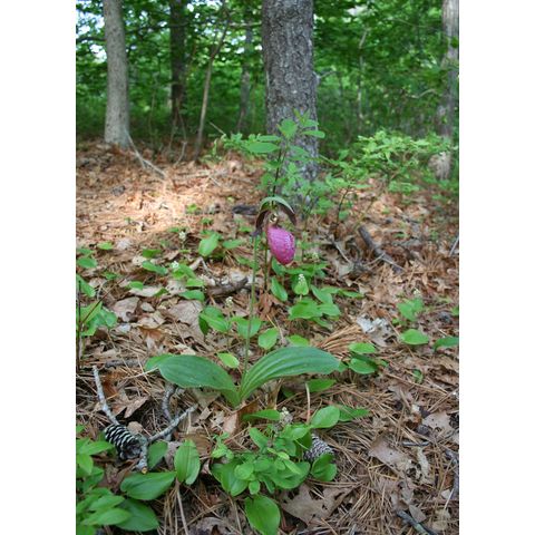 Cypripedium acaule
