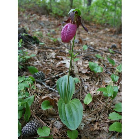Cypripedium acaule
