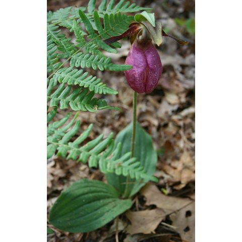 Cypripedium acaule
