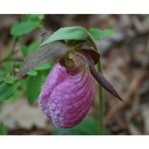 Cypripedium acaule
