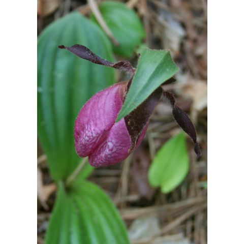 Cypripedium acaule
