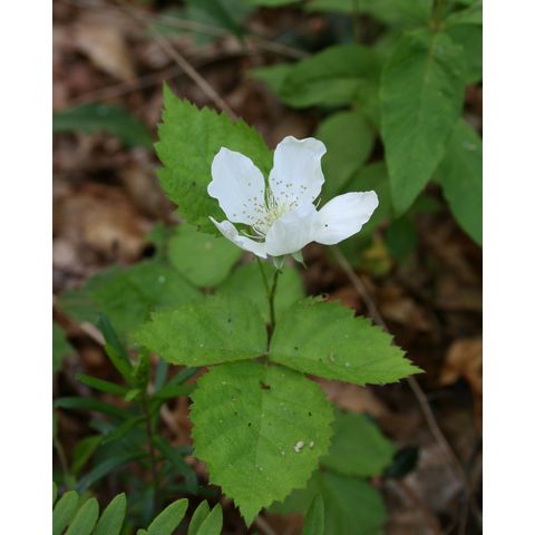 Rubus sp.
