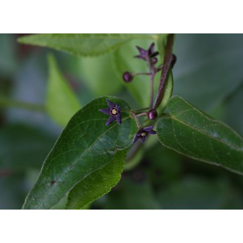 Cynanchum louiseae
