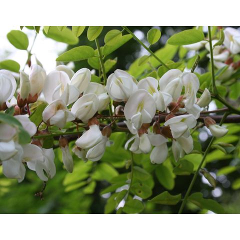 Robinia pseudacacia

