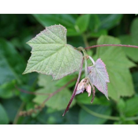 Vitis sp.
