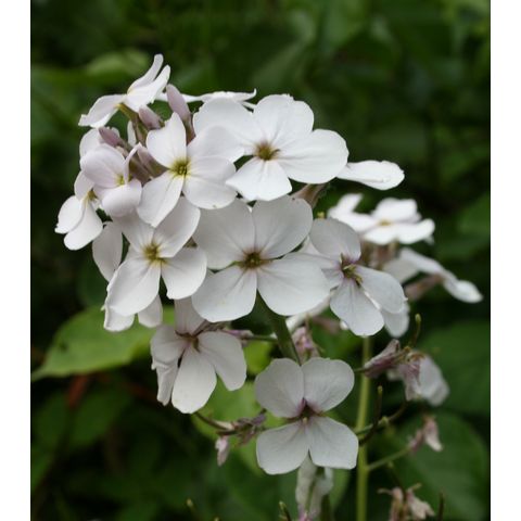 Hesperis matronalis
