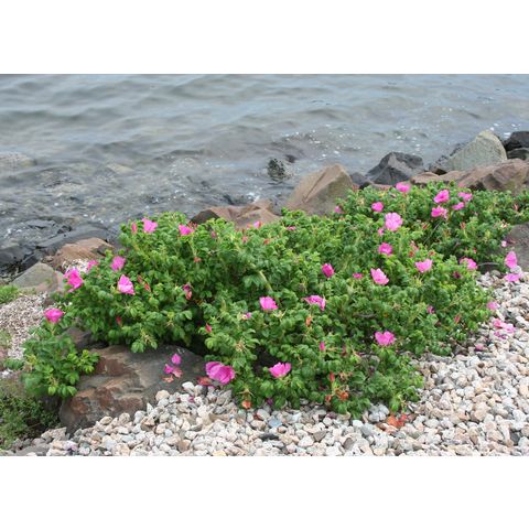 Rosa rugosa
