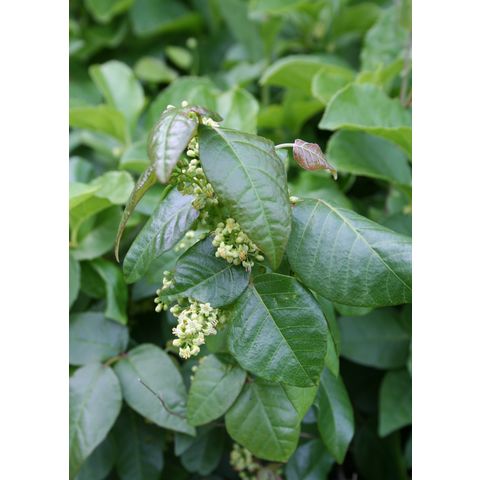 Toxicodendron radicans
