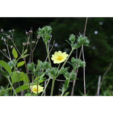 Potentilla sp.
