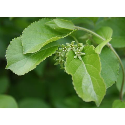 Celastrus scandens
