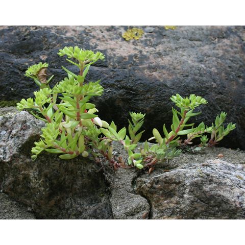 Sedum sp.
