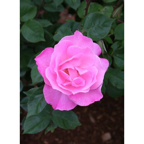 Rosa sp.

