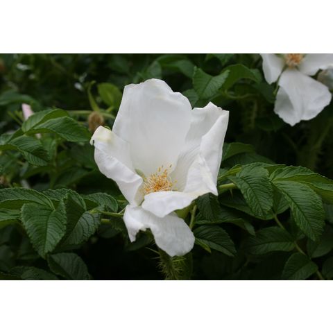 Rosa rugosa
