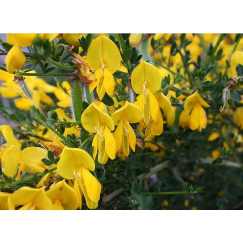 Cytisus scoparius
