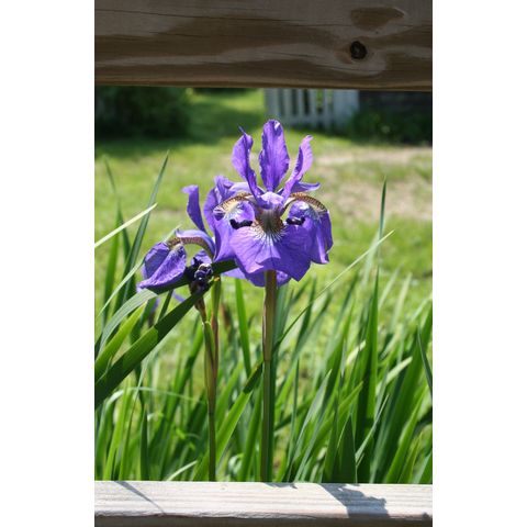 Iris sp.
