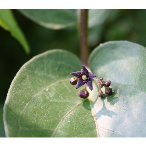 Cynanchum louiseae
