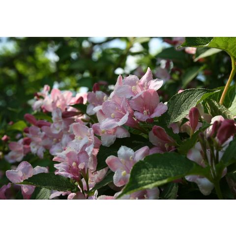 Weigela sp.

