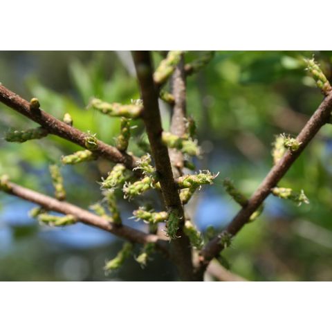 Myrica pensylvanica
