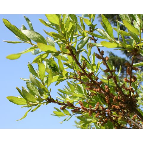 Myrica pensylvanica
