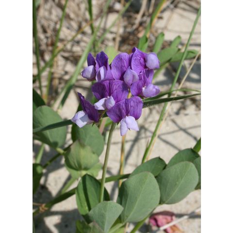 Lathyrus japonicus
