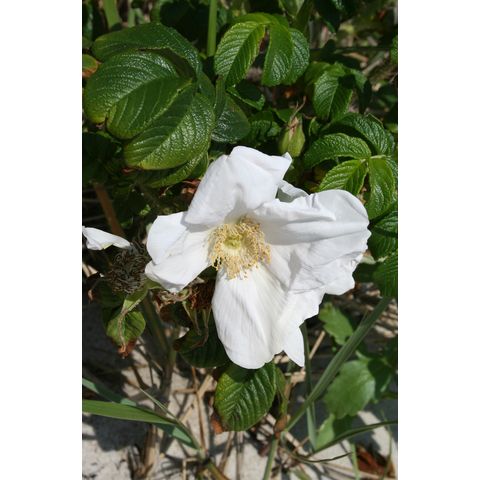 Rosa rugosa

