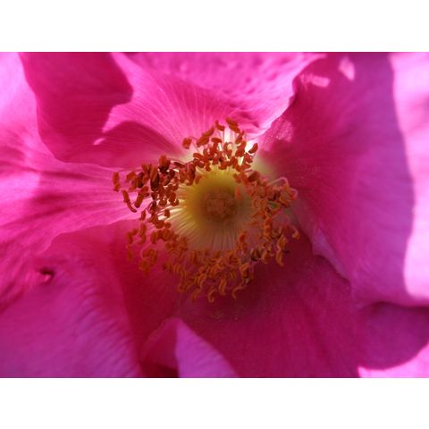 Rosa rugosa

