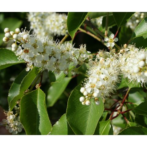 Prunus serotinus
