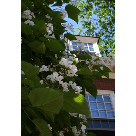 Harvard University, campus