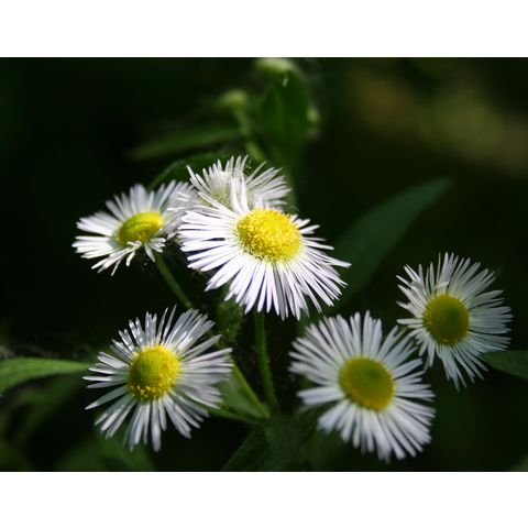 Erigeron sp.